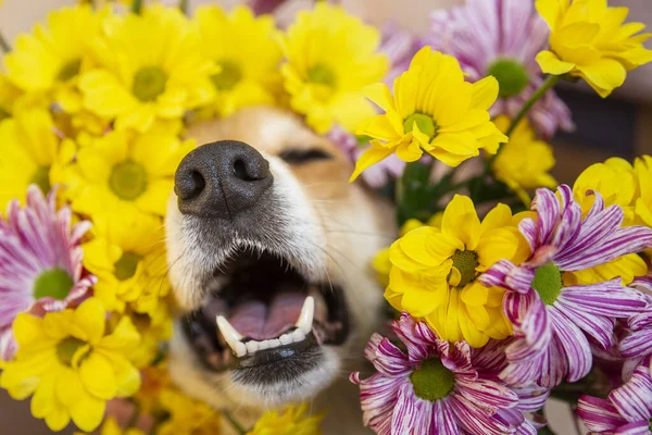 Nariz de cão espreita fora de flores de crisântemo amarelo e rosa. espirros de cão na temporada de alergia Imagens De Bancos De Imagens Sem Royalties