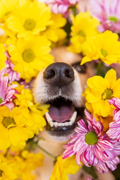 Nariz de cão espreita fora de flores de crisântemo amarelo e rosa. cão feliz engraçado na temporada de primavera Fotos De Bancos De Imagens