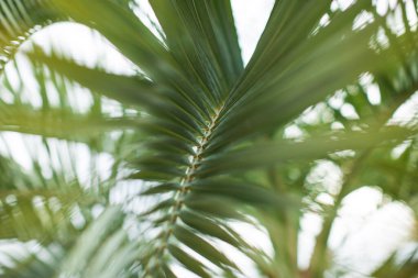 Yeşil palmiye yaprağı deseni soyut arka plan. tropik yaz tasarımı kavramı