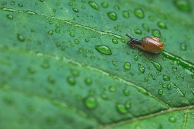 Küçük kahverengi salyangoz yeşil yaprağa tırmanıyor. Yağmurdan sonra su damlayan yeşil yapraklar. Hayvan yaban hayatı, kapatın.