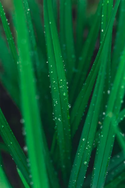 Hojas verdes largas con gotas de agua después de la lluvia de verano. Fondo de la naturaleza y concepto ecológico — Foto de Stock