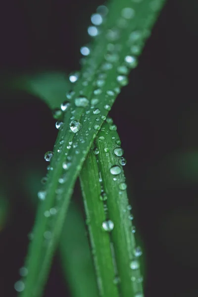 Feuilles longues vertes avec une grosse goutte d'eau et peu petites après la pluie d'été. Contexte naturel et concept écologique. fermer la copie spase pour le texte — Photo