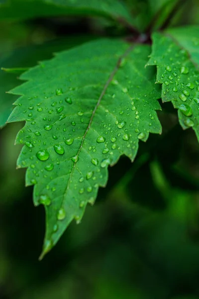 Hojas verdes largas con gotas de agua después de la lluvia de verano. Fondo de la naturaleza y concepto ecológico — Foto de Stock