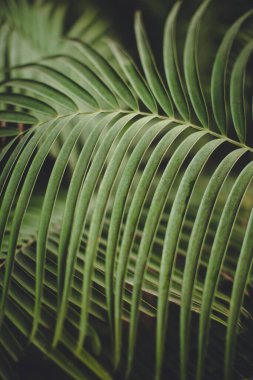 Yeşil palmiye yaprağı deseni soyut koyu arkaplan. tropik yaz tasarımı kavramı