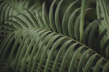Yeşil palmiye yaprağı deseni soyut koyu arkaplan. tropik yaz tasarımı kavramı