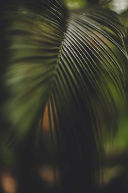 Yeşil palmiye yaprağı deseni soyut koyu arkaplan. tropik yaz tasarımı kavramı