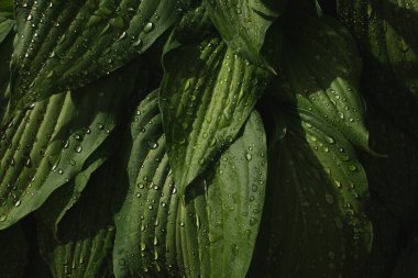 Yaz yağmurundan sonra su damlalarıyla birlikte soyut yeşil yaprak dokusu. Hosta fabrikası. Doğa arkaplanı ve eko kavramı 