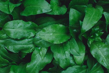 Yaz yağmurundan sonra su damlalarıyla birlikte soyut yeşil yaprak dokusu. Doğa arkaplanı ve eko kavramı 