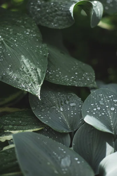 Resumen Textura de hoja verde con gotas de agua después de la lluvia de verano. Planta Hosta. Fondo de la naturaleza y concepto ecológico — Foto de Stock