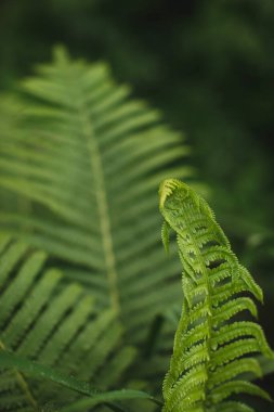 Yeşil orman eğreltiotu yaprakları. eğreltiotu desenli makro metin için boşluk