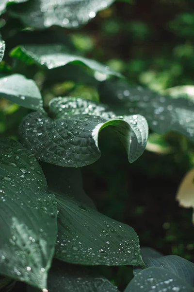 Résumé Texture verte des feuilles avec des gouttes d'eau après la pluie estivale. Usine Hosta. Contexte naturel et concept écologique — Photo