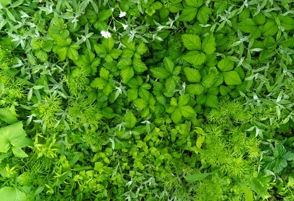 Een prachtig weelderig tapijt van lentegras. Groene gras textuur — Stockfoto