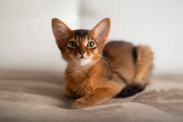 かわいいですsomali品種子猫小さな猫と緑の目がソファの上に座っています. — ストック写真
