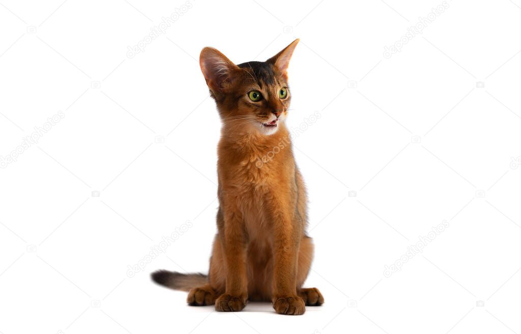 Somali little cat ruddy color sitting isolated on white background