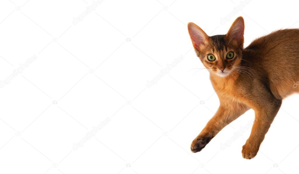 Surprised somali little cat ruddy color sitting isolated on white background