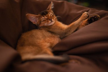 Uyuyan tatlı somalili bir kedinin yakın plan portresi kanepede oturuyor..