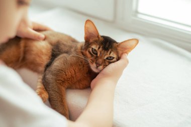 Çocuk eli pencerede duran kırmızı somalili bir kediyi okşuyor.