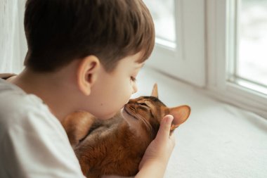 Küçük çocuk kırmızı somali cinsinden kedisine sarılıyor. Çocuklar ve hayvanlar dostluk