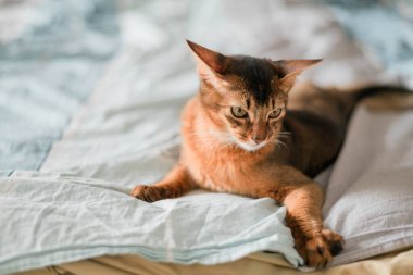 Güzel kırmızı somali cins kedi evdeki yatak odasında kötülerin üzerinde yatıyor.