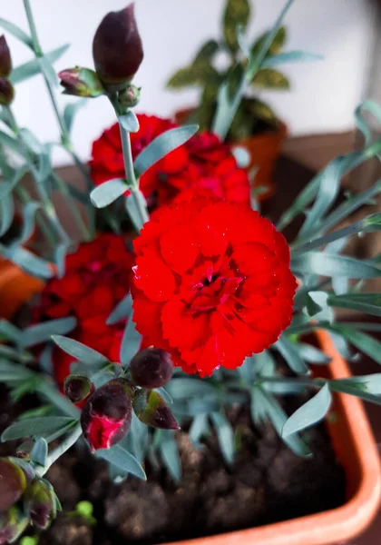 Saksıda Çiçek Açan Güzel Kırmızı Karanfil Karanfil Tomurcukları — Stok fotoğraf