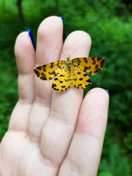 Ailes Ouvertes Une Dame Papillon Peint Brun Vanessa Cardui Cynthia — Photo