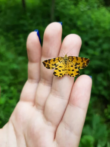 一只褐色彩绘蝴蝶 凡妮莎 卡杜伊或辛西娅 卡杜伊 张开翅膀站在一个长着蓝色指甲的女孩的手指上 — 图库照片