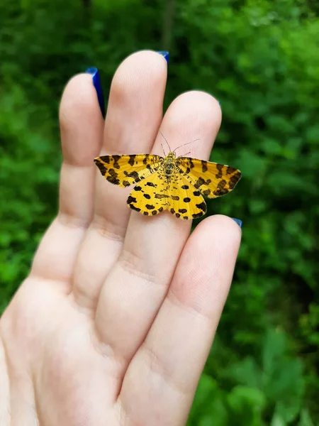 Kahverengi Renkli Bayan Kelebeğin Açık Kanatları Vanessa Cardui Veya Cynthia — Stok fotoğraf