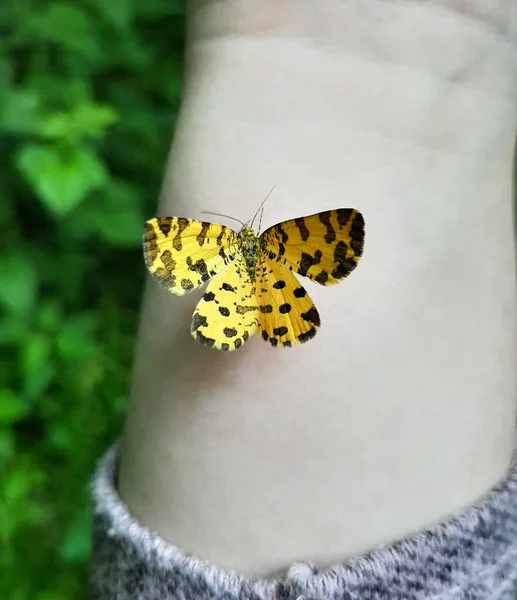 Open Vleugels Van Een Bruin Geschilderde Vrouwelijke Vlinder Vanessa Cardui — Stockfoto