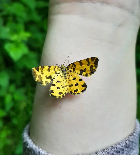 Open Vleugels Van Een Bruin Geschilderde Vrouwelijke Vlinder Vanessa Cardui — Stockfoto