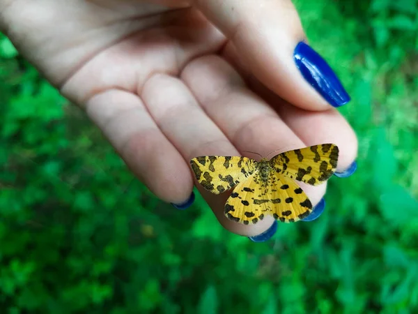 Mavi Tırnaklı Bir Kızın Parmaklarında Duran Kahverengi Renkli Dişi Kelebeğin — Stok fotoğraf