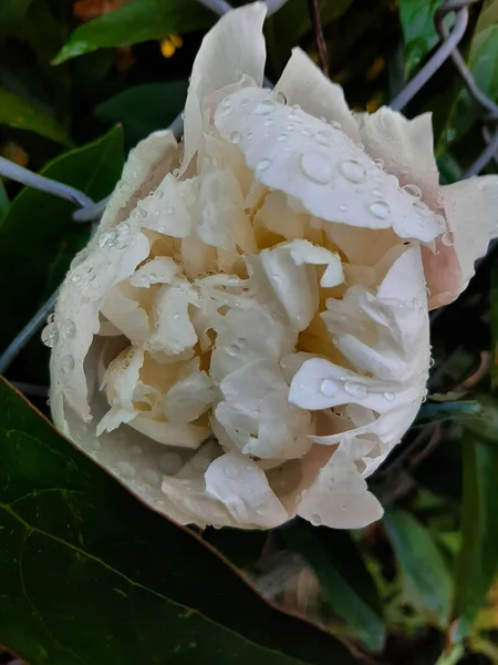 Bulanık yeşil arka planda beyaz şakayık çiçeğine yağmur damlaları düşer. Bahçede açan beyaz ve mor şakayık çiçekleri. Şakayık dereceli kar bulutu. Bahar konsepti.