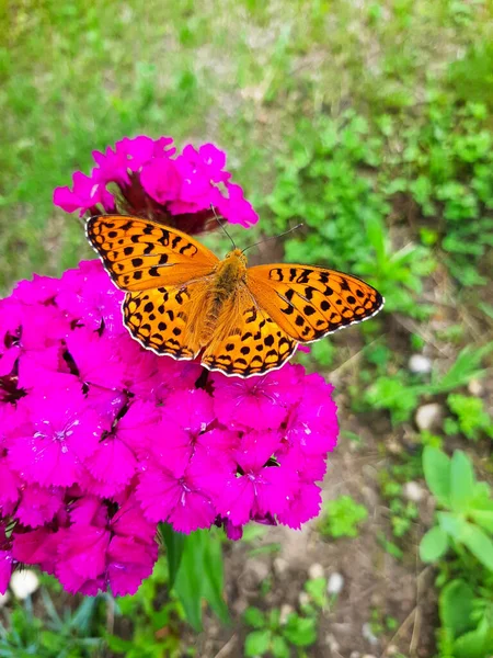 茶色の翼のあるショットを開くグレート スプロング フリルタリー蝶は紫色のダイアンサスの花に餌を与えます — ストック写真