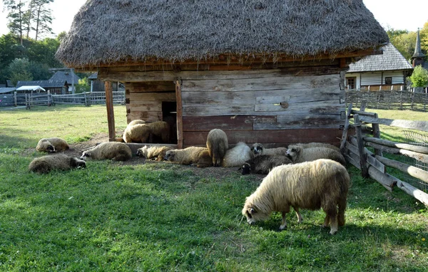 Traditional Romanian Peasant Stable Thatched Roof National Architecture Sheep Grazing — Stock Photo, Image