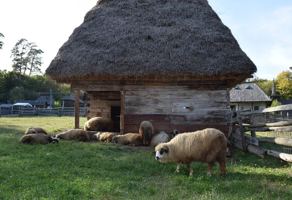 Traditional Romanian Peasant Stable Thatched Roof National Architecture Sheep Grazing — Stock Photo, Image