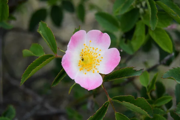 Wildrosenstrauch Mit Hellrosa Blüte Hundsrose Rosa Canina Hellrosa Blüten Auf — Stockfoto