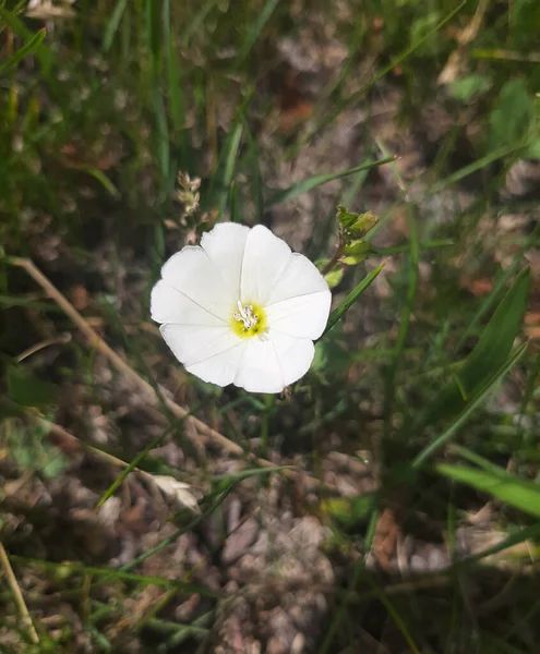 Convolvulus Cnerorum Γνωστό Ασημοθάμνος Λευκό Λουλούδι Ανθίζει Την Άνοιξη Στον Royalty Free Εικόνες Αρχείου