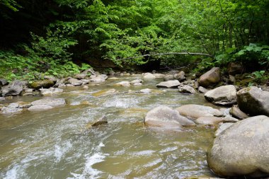 Romanya 'nın Buzau dağlarındaki Casoca nehrinin manzarası. Dağlardaki ormanlarda güzel, vahşi bir nehir.