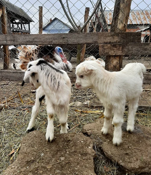 White Goats Kid Standing Pasture Couple Baby Goat Kids Playing — Stock Photo, Image