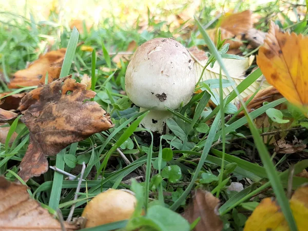 Sonbaharın başında küçük beyaz bir mantar. Çimenlerin ve kahverengi yaprakların arasında yenilebilir mantar. Sağlıklı ve lezzetlidir. Konsept: sezon mantar toplama