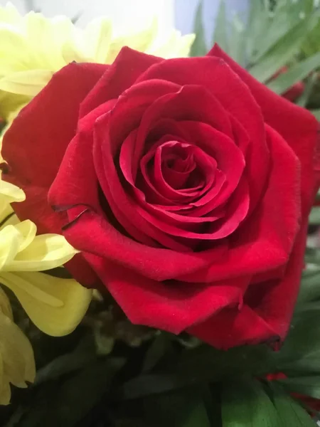 Arka planda yeşil yapraklar olan güzel kırmızı gülü yakından çek. Güzel tek çiçek açan kırmızı gül