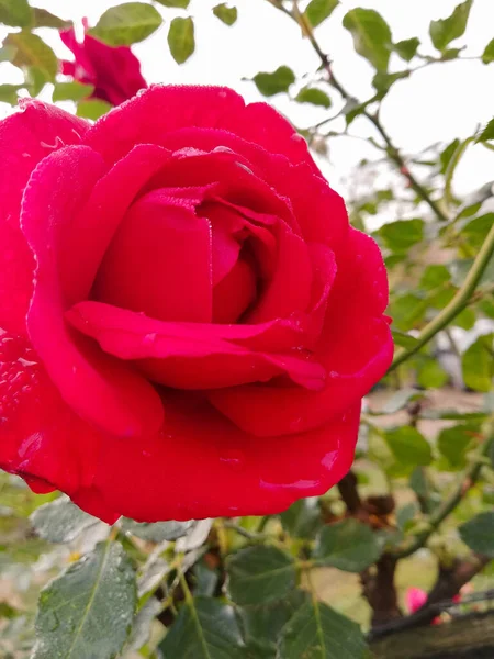 Arka planda yeşil yapraklar olan güzel kırmızı gülü yakından çek. Güzel tek çiçek açan kırmızı gül