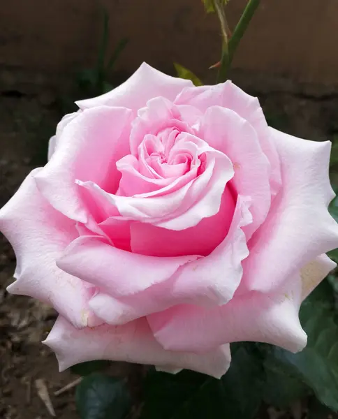 Bahçedeki güzel pembe gülü yakından çek. Güzel tek çiçek açan pembe gül