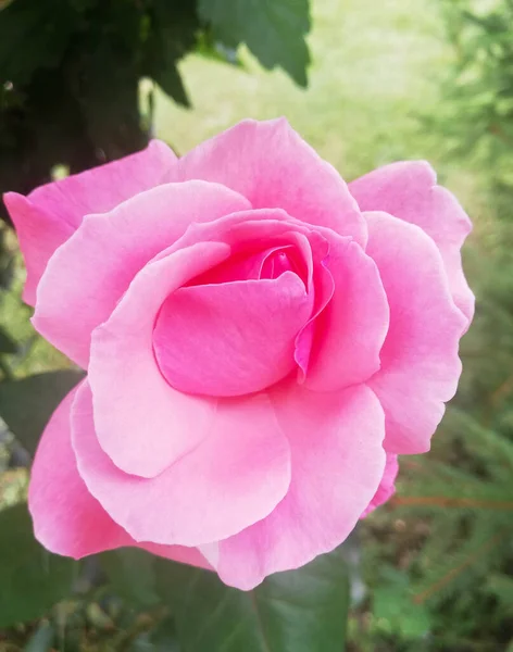 Bahçedeki Güzel Pembe Gülü Yakından Çek Güzel Tek Çiçek Açan — Stok fotoğraf