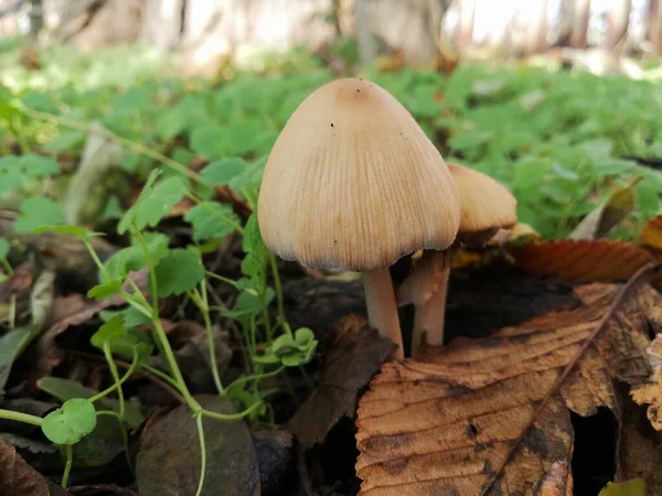 Petit Champignon Blanc Début Automne Champignon Comestible Parmi Herbe Les — Photo