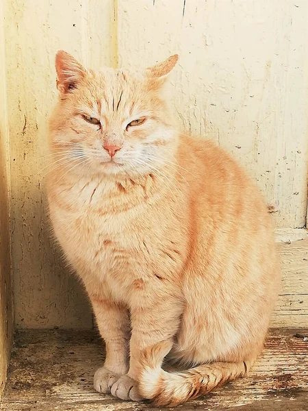 Uykulu turuncu bir kedi, gözleri kapalı eski bir kapının yanında oturuyor.