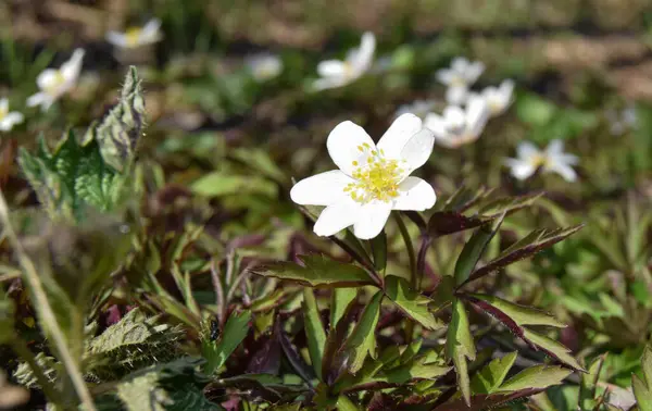 Ormanda Yetişen Beyaz Anemone Asherah Orman Şakayığı Çiçeklerine Yaklaş Büyülü — Stok fotoğraf