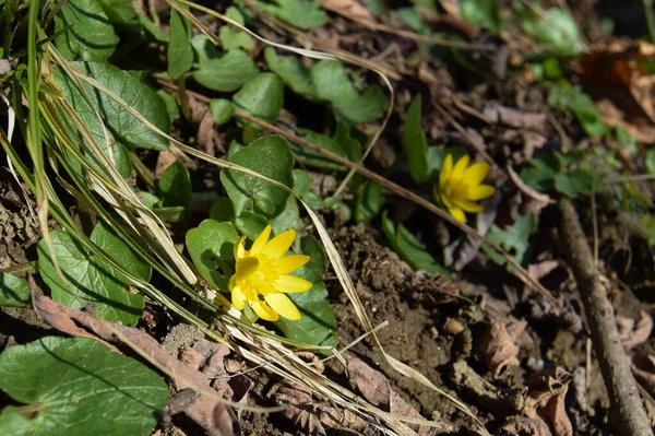 Vahşi doğada yetişen sarı açan bahar çiçeklerinin manzarası. Baharda, vahşi ormanda.