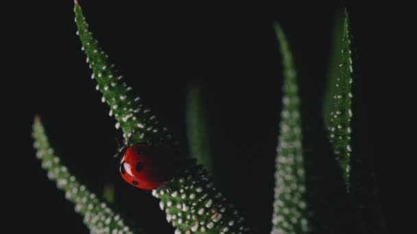 Heldere Rode Lieveheersbeestje Loopt Rond Kleine Groene Plant Macro Shot — Stockvideo