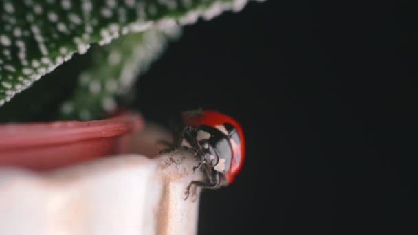 Ljusröd Nyckelpiga Går Runt Liten Grön Växt Makro Skott — Stockvideo