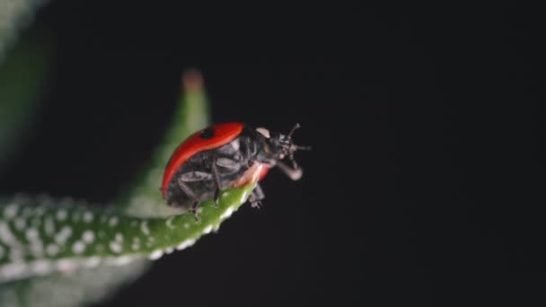 Heldere Rode Lieveheersbeestje Loopt Rond Kleine Groene Plant Macro Shot — Stockvideo